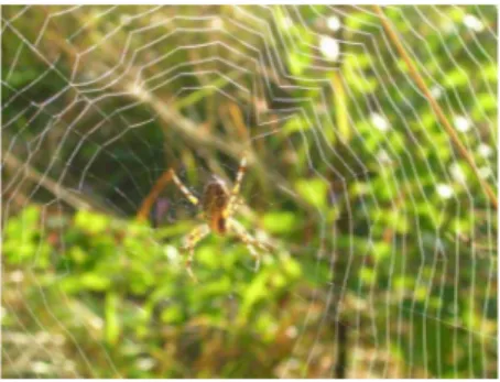 Figure 1. An Araneus spider in its orb web. Image credit: Anna Rising.