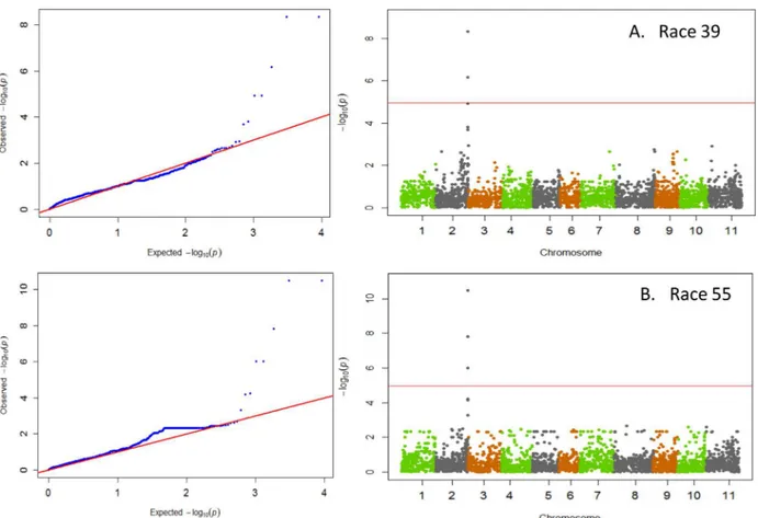 Fig 2. QQ and Manhattan Plots showing candidate SNPs and P-values from GWAS using MLM for anthracnose resistance.