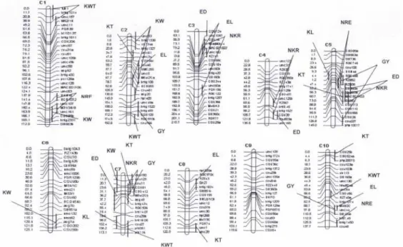 Figure 1 Maize genetic map showing the locations of the identified QTLs (abbreviations as per Table 1) 