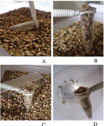 Figura 1 - Utilização de um tubo de 1,5 mL para quantificar as amostras de sementes de B