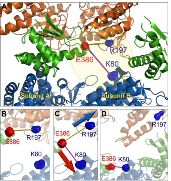 Figure 7. The cis ring inter-subunit interactions during the transition TRR0, based on the intact GroEL structure calculation