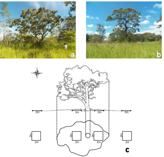 Figura 1.3  –  Exemplos de duas árvores selecionadas para o estudo, ambas da espécie  Pseudobombax  tomentosum  (Mart