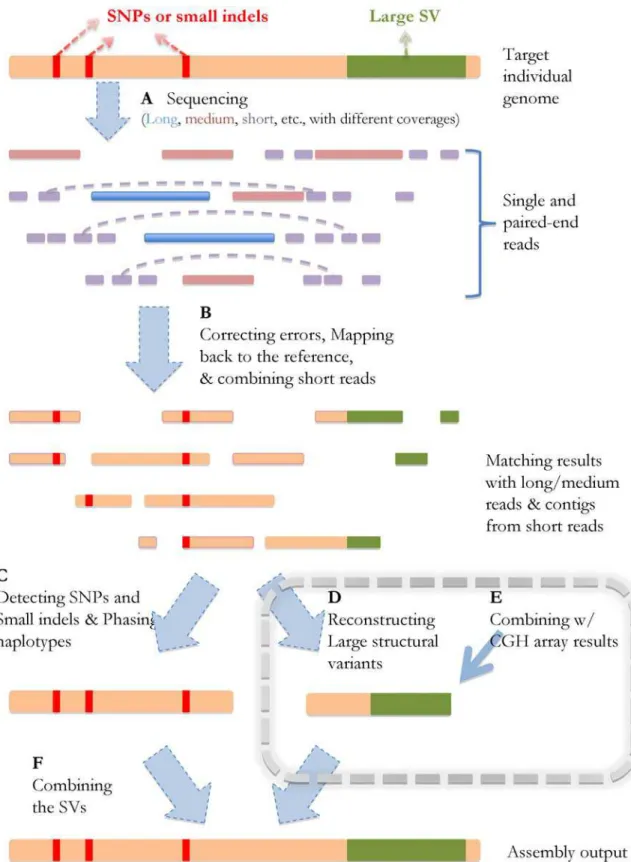 Figure 1. Schematic strategy of genome sequencing/assembly. The orange line represents the target individual genome, the red bars stand for the SNPs and small SVs compared to the reference, and the green region represents a large SV