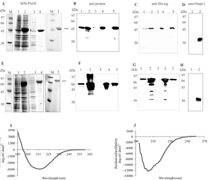 Fig 2. Expression, purification and Western blotting of recombinant proteins. Expression and purification analysis of recombinant proteins Lsa46 (A) and Lsa77 (E) from E