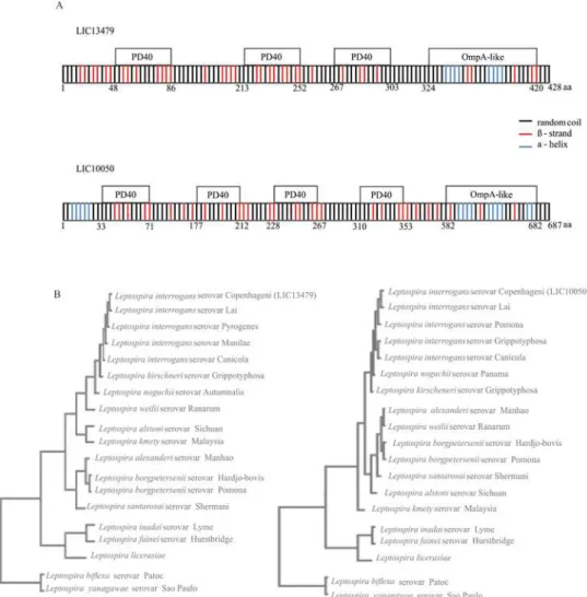 Fig 1. Scheme of proteins with their putative domains and sequence conservation among Leptospira spp