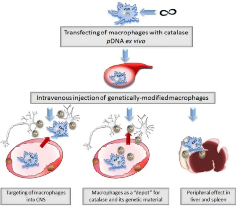 Figure 8. A pictorial scheme for cell-based gene and drug delivery. Three possible ways of therapeutic effects of catalase-transfected macrophages in PD mouse model: Pathway I : macrophages transfected with catalase encoding pDNA cross the BBB and release 