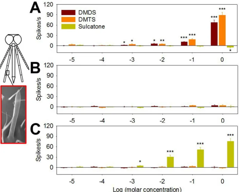 Fig 5. Neurons in capitate peg sensillum of maxillary palp are activated by DMDS, DMTS and sulcatone