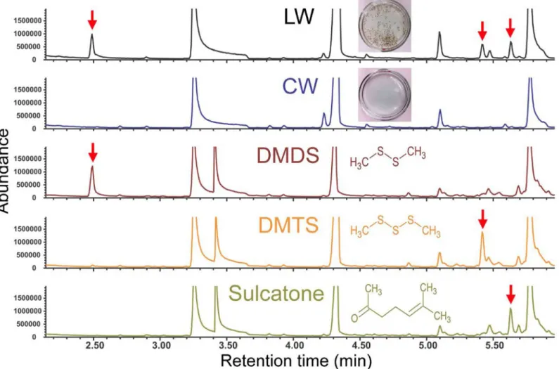 Fig 2. DMDS, DMTS and sulcatone are significant volatile components in the headspace of larval water samples