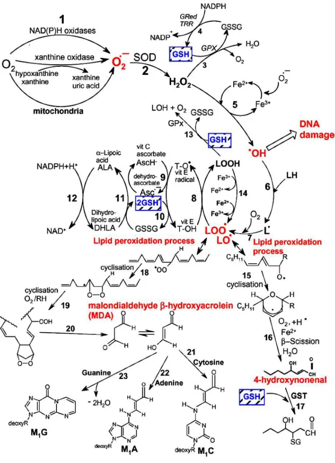 Figura  5:  Vias  de  formação  de  ROS,  o  processo  de  peroxidação  lipídica,  o  papel  da  glutationa  (GSH)  e  outros  antioxidantes  (vitamina  E,  vitamina  C  e  ácido  lipóico)  durante  o  estresse oxidativo