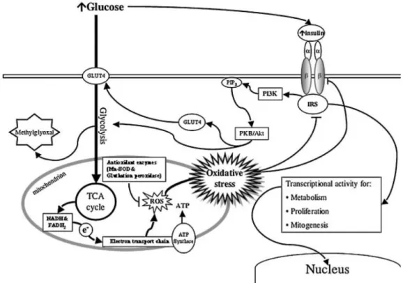 Figura  7:  Metabolismo  de  glicose  leva  a  um  aumento  de  NAD  e  FADH 2 .  O  transporte  de  elétrons  gera  ânions  superóxido