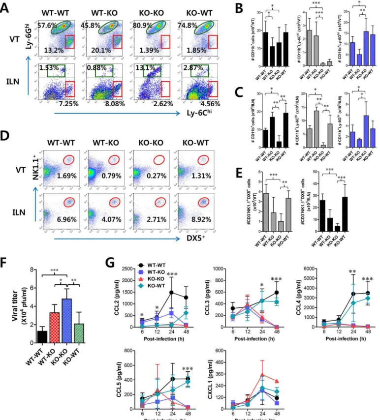 Fig 5. IFN-I signaling on infiltrated leukocytes derived from HSC lineage is required for normal recruitment of CD11b + Ly-6C hi monocytes, but not NK cells