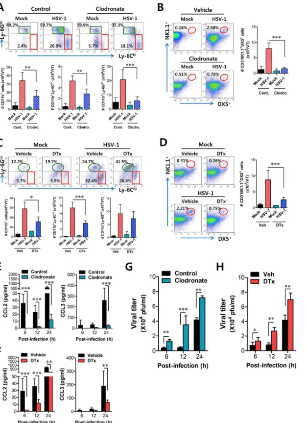 Fig 8. Resident CD11b hi F4/80 hi macrophages and CD11c hi DCs play a key role in initiating migration-based self-amplification of CD11b + Ly-6C hi monocytes through very early production of CCL2 protein
