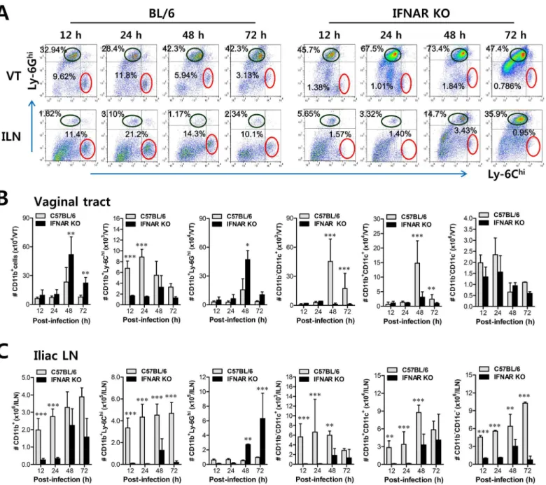 Fig 1. IFN-I signaling is essential to induce the rapid and concerted recruitment of Ly-6C hi monocytes and CD11c + DCs in mucosal and draining LN tissues