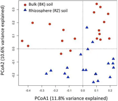 Fig 5. Principal coordinate analysis (PCoA) plot illustrating ecological relatedness of RZ and BK soil microbial communities with 22.4% variance explained.