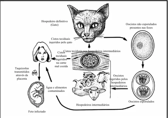 Figura 1.  Ciclo biológico de Toxoplasma gondii. Ciclo de vida apresentando as  principais formas de transmissão do parasito para os hospedeiros definitivos e  intermediários