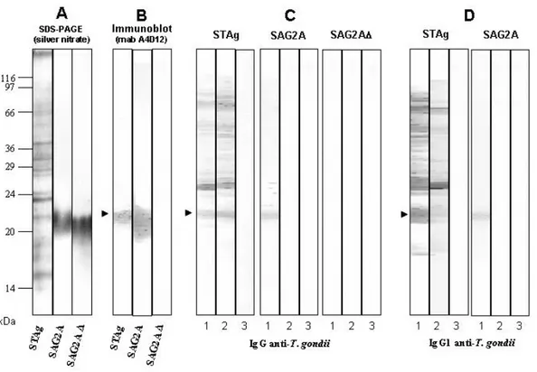 Figura 8. Antígeno solúvel de Toxoplasma  (STAg), antígeno 2 de superfície  recombinante (SAG2A) e antígeno 2 de superfície truncado (SAG2A ∆ ) resolvidos em  SDS-PAGE 12% e corado com nitrato de prata (A) ou revelado por immunoblot usando  o anticorpo mon