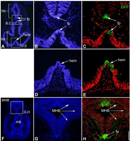Figure 9. Expression of Plxdc2 in regions of restricted proliferation. a–h, horizontal sections through the head of an E10.5 Plxdc2GFP heterozygous mutant showing Plxdc2GFP expression (c, e and h; in green) in the floorplate (fp), cortical hem and MHB
