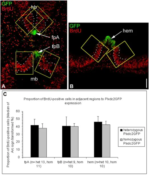 Figure 10. Homozygous Plxdc2GFP mutants do not exhibit reduced rates of proliferation in regions of the neural tube surrounding the floorplate and cortical hem
