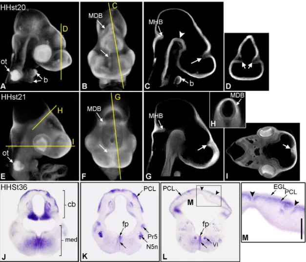 Figure 1. Analysis of Plxdc2 in the developing chick brain. In the chick, Plxdc2 expression was found to be similar to that previously documented in the mouse [9]
