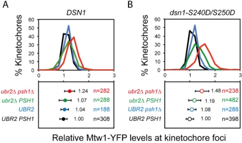 Fig 5. ubr2Δ and dsn1-S240D/S250D phospho-mimic mutants do not function epistatically