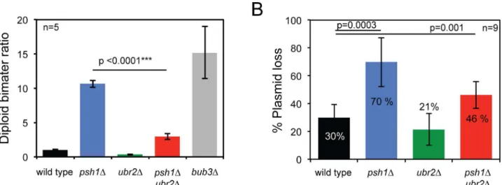 Fig 7. ubr2Δ supresses psh1Δ chromosome instability phenotype. (A) Diploid- bi-mater ratio