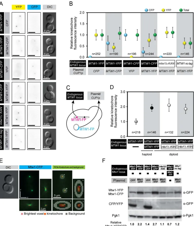 Fig 1. Robust levels of Mtw1 protein at kinetochore foci. (A) Representative images of telophase cells expressing different combinations of endogenous (black box) and ectopic (grey box) Mtw1-YFP and/or Mtw1-CFP tagged proteins (see Fig 1C)