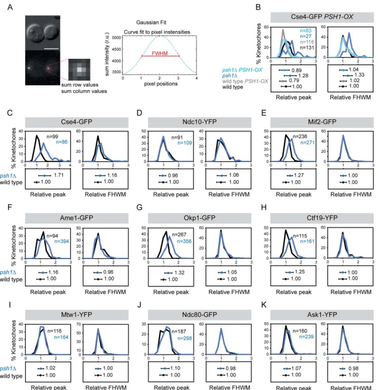 Fig 3. Changes in the size of kinetochore foci in psh1Δ mutant. (A) Strategy to fit Gaussian distribution to kinetochore foci