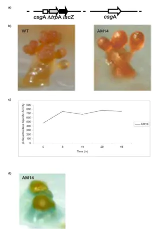 Fig. 4a Construction of the merodiploid strain AM1. 