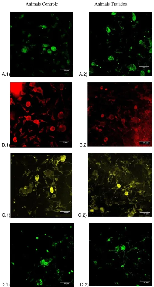 Figura 3: Imagens de imunofluorescência de culturas primárias de gânglios da raiz dorsal obtidas de ratos recém- recém-nascidos