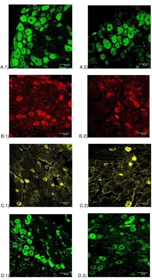 Figura  4:  Imagens  de  imunofluorescência  de  cortes  congelados  de  gânglios  da  raiz  dorsal  obtidos  de  ratos  adultos
