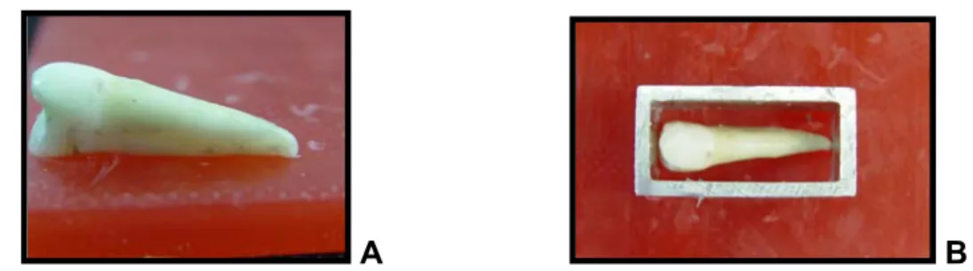 Figura 2. Amostra 