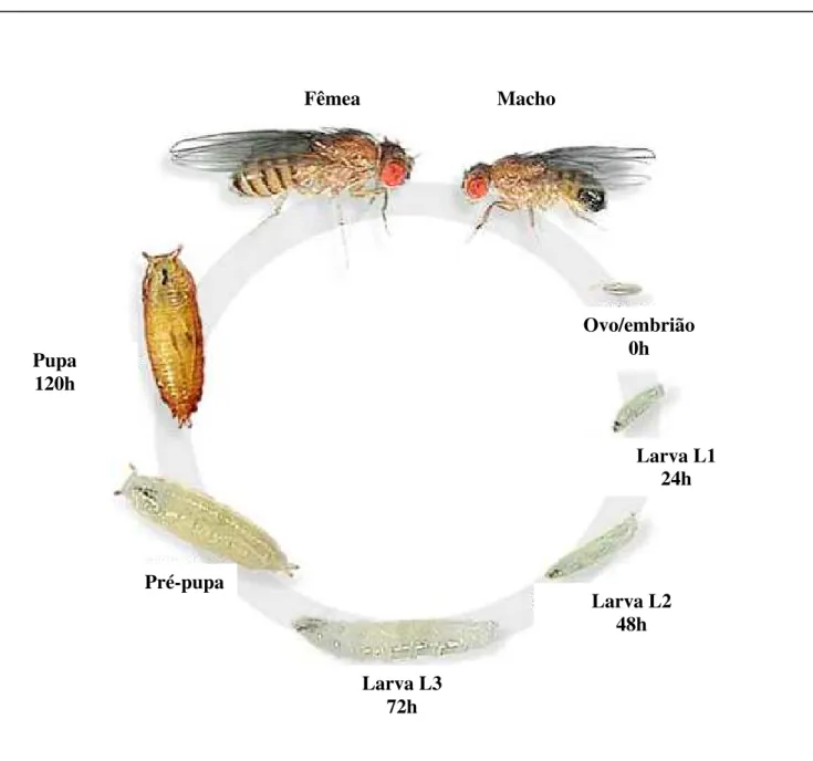 Figura 2. Ciclo de vida de D. melanogaster, adaptado de http://flymove.uni- http://flymove.uni-muenster.de/Homepage.html (24-11-2004) 