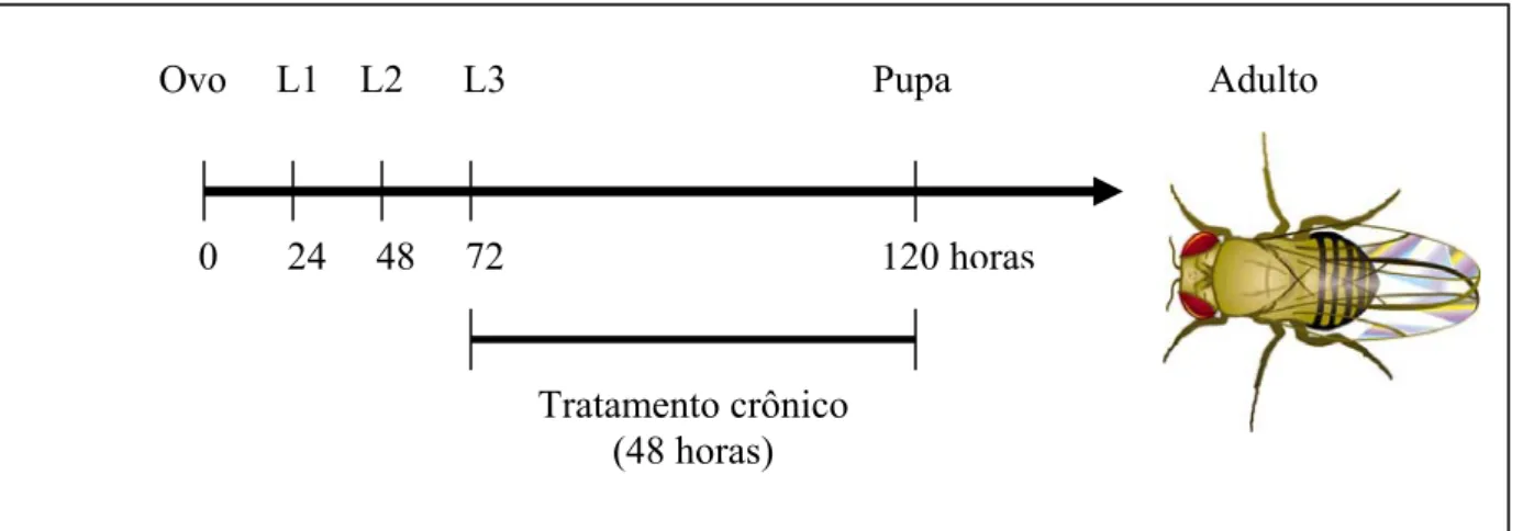 Figura 3. Protocolo do tratamento crônico de larvas de 3º estádio de D. melanogaster dos  cruzamentos ST e HB