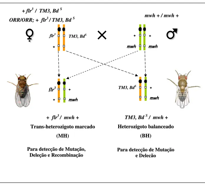Figura 4. Esquema representativo do cruzamento padrão (ST): Fêmea virgem da linhagem  flr 3  (+ flr 3  / TM3, Bd S ) cruzada com macho mwh (mwh + /  mwh +) e do cruzamento de alta  bioativação (HB): fêmea virgem da linhagem ORR/ORR; + flr 3  / TM3, Bd S  c