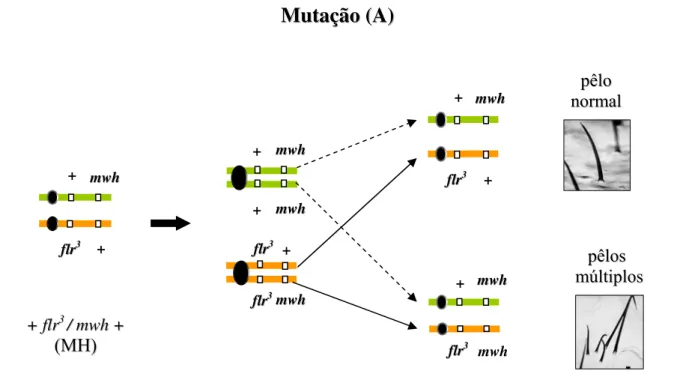 Figura 5. Esquemas representativos dos mecanismos responsáveis pelo aparecimento de  mancha mutantes mwh por meio de mutação (A) e deleção (B)