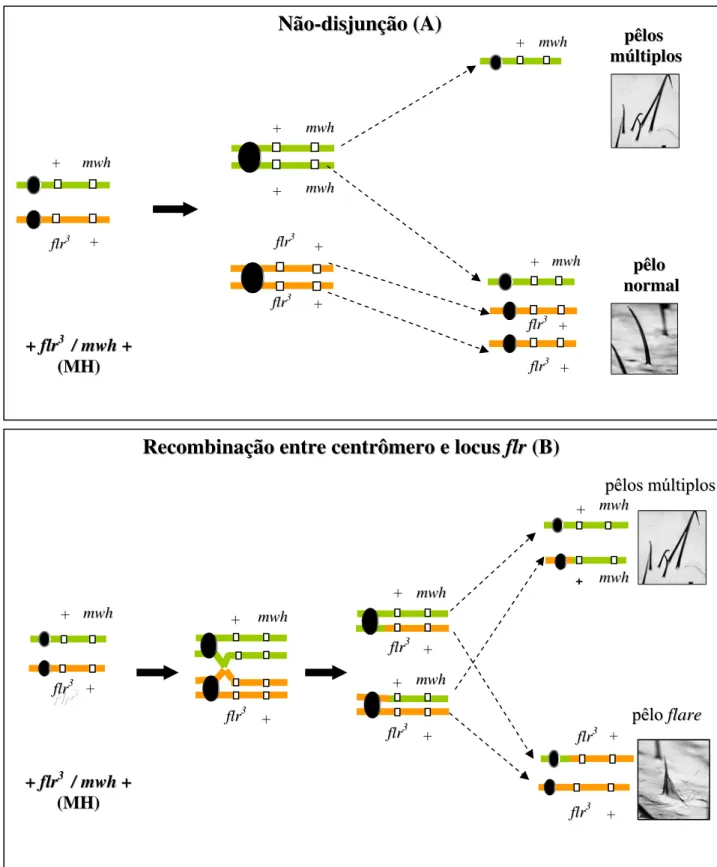 Figura 6. Esquemas representativos dos mecanismos responsáveis pelo aparecimento de  manchas mutantes mwh por não-disjunção (A) e gêmea por recombinação entre o centrômero  e o locus flr (B)