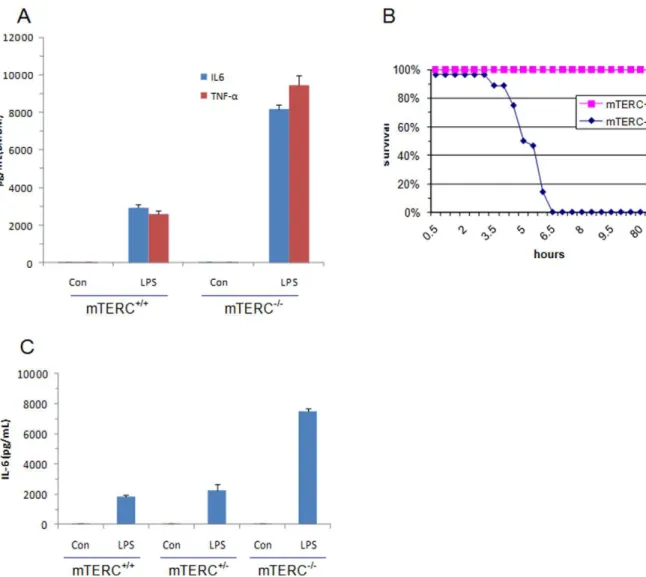 Figure 2. TLR4 induced inflammation in mTERC +/+ and mTERC 2/2 mice. (A) Upon LPS stimulation of mTERC +/+ and mTREC 2/2 BMDMs, IL6 and TNFa levels were determined by ELISA (right) (B) Age-matched mTERC +/+ and mTERC 2/2 littermates (n = 8) were administer