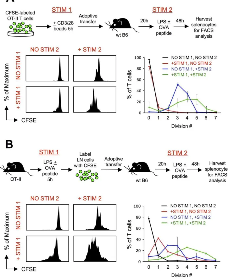 Figure 2. T cells sum up intermittent TCR stimulation in vivo. OT-II T cells stimulated 5 h in vitro or in vivo and rested in a naı¨ve recipient display a proliferative advantage upon subsequent antigen encounter compared to their unstimulated counterparts
