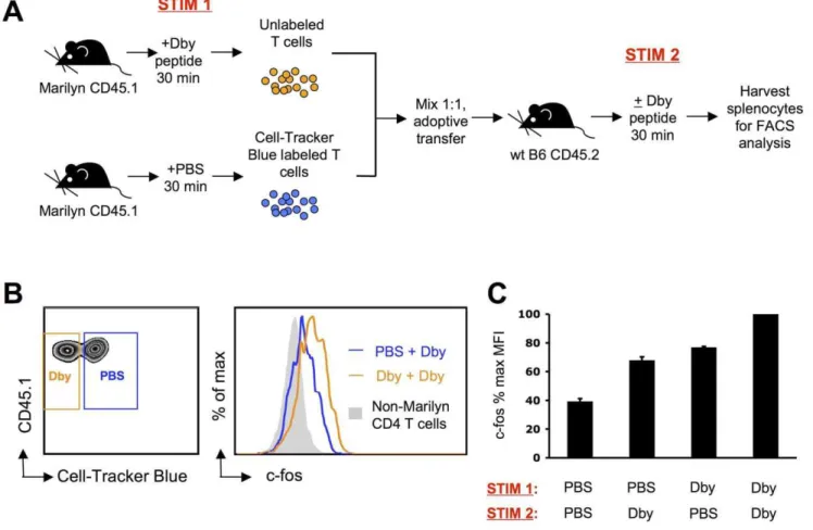 Figure 4. Induction of c-fos is additive during sequential in vivo antigen-specific stimulations