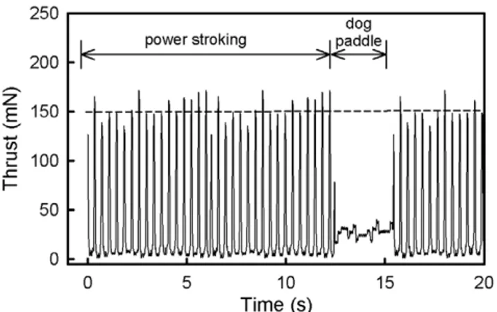 Figure 1. A twenty second snapshot of a typically green turtle hatchling thrust trace while swimming showing  power-strok-ing and dogpaddlpower-strok-ing bouts