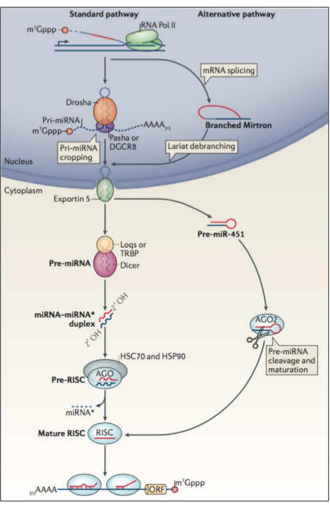 Figura 1. Ilustração do processo de produção do miRNA. Fonte: AMERES, S. L.; ZAMORE, P