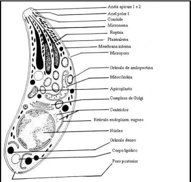 Figura  1  –  Desenho  esquemático  de  taquizoíta  de  T.  gondii  indicando  suas  principais organelas