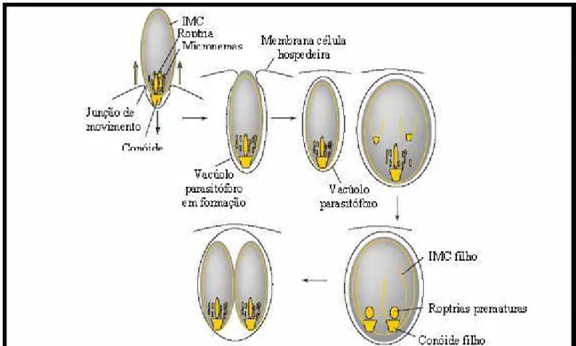 Figura 3 – Invasão da célula hospedeira por T. gondii  Fonte: KEELEY; SOLDATI (2004). 