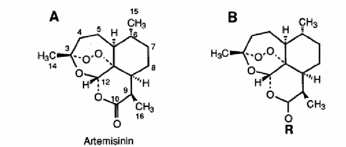 Figura  5.  Representação  química  da  artemisinina  (A)  e  derivados  (B)  incluindo  a  dihidroartemisinina (R= H), artemether (R= CH 3 ), arteether (R= CH 2 CH 3 ), e artesunato  [R= OCO(CH 2 ) 2 CO 2 Na]