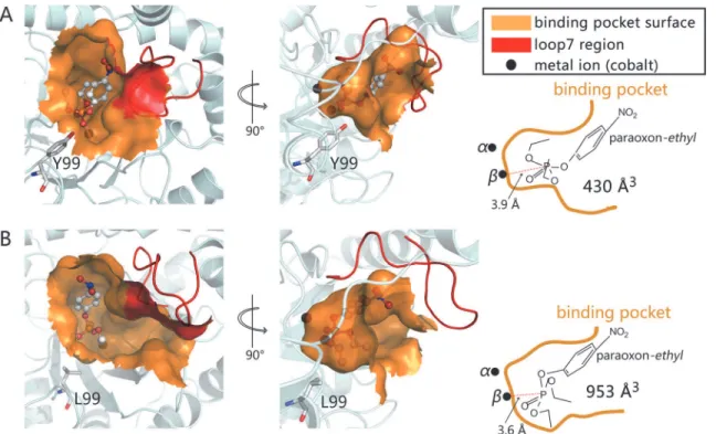 Fig 4. Binding model of ethyl-paraoxon into the active site of wild-type GkaP (A), and Y99L (B)