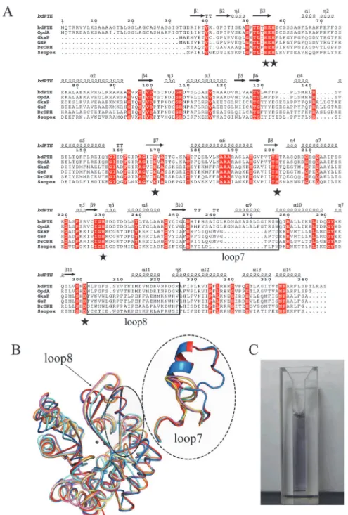 Fig 1. Sequence, structure and color of GkaP. (A) Structure-based sequence alignment between GkaP (gi|56420041) and other phosphotriesterase (PTE) homologous proteins