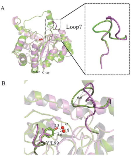 Fig 3. Crystal structure analysis of GkaP wild-type and mutant Y99L. (A) Overlay of the structures of wild-type GkaP (green), and Y99L (purple)