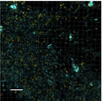 Figure 2. Invstigation of the clonal relationship in clumps.
