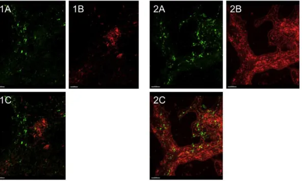 Figure 11. Localization of lections and DNA in aggregates. HHA-FITC and PI staining of aggregate harvested from a 48-h old stationary culture