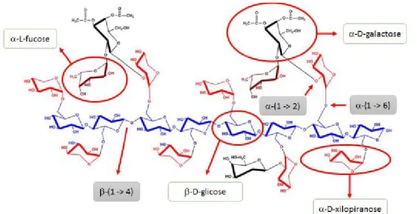 Figura 2.5 – Ligações glicosídicas (REIS, 2017). 